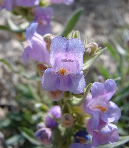 Penstemon janishiae